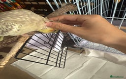 Cockatiels birds for sale: Two female cockatiels. Roughly a year old each - Image 5