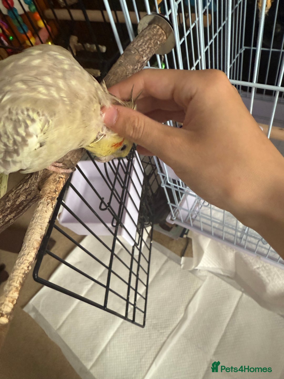Cockatiels birds for sale: Two female cockatiels. Roughly a year old each - Image 5