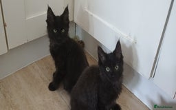 Maine Coon cats for sale: Maine coons  - Image 7