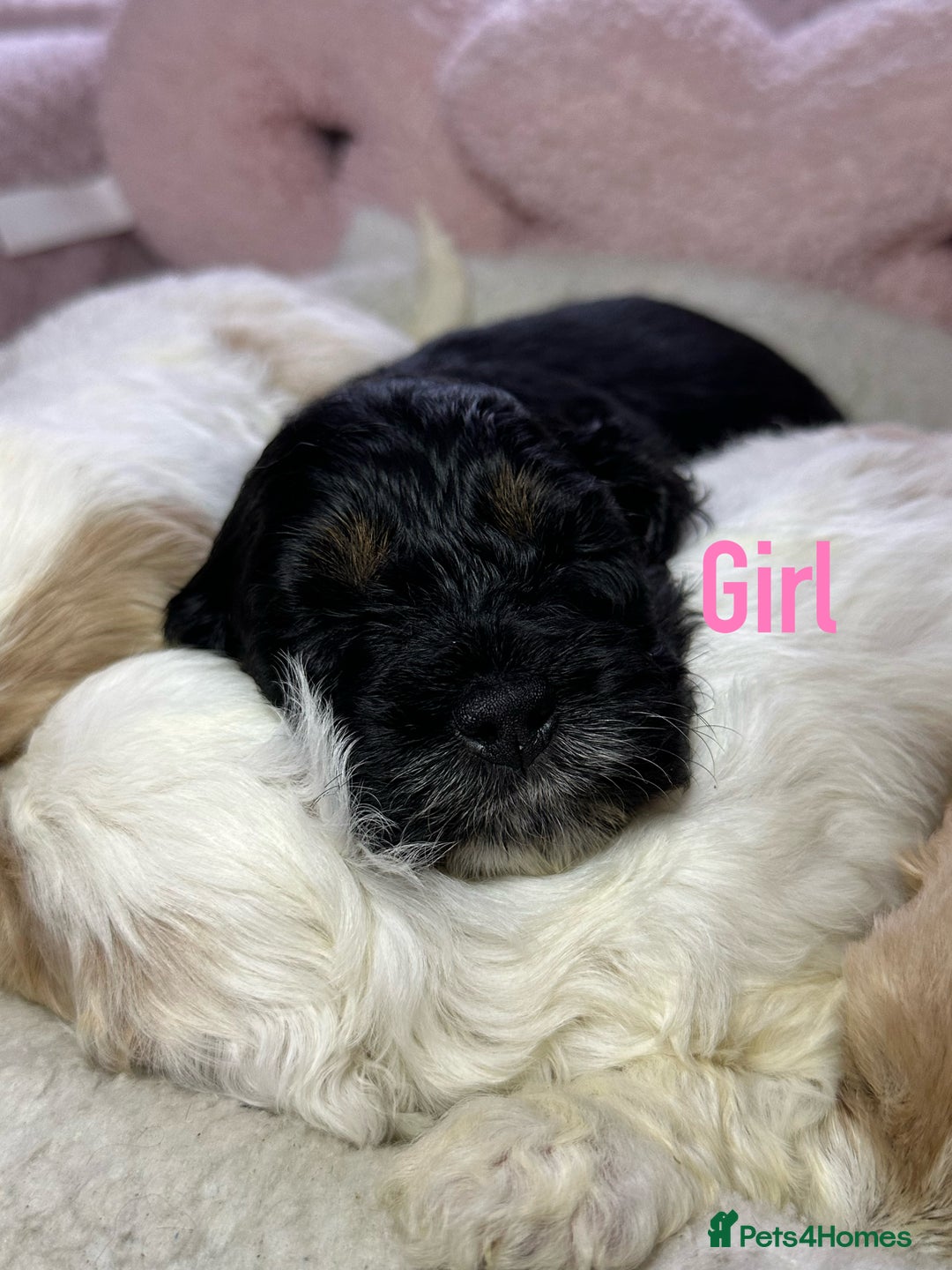 Cockapoo dogs for sale: Cockerpoo puppies  - Advert 30