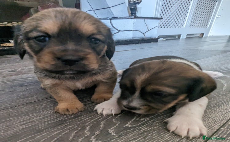 Mixed Breed dogs - Advert 2