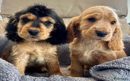 Cocker Spaniel dogs for sale: Reduced last 2 ‼️ £950 Kc reg show cocker puppies  - Image 16