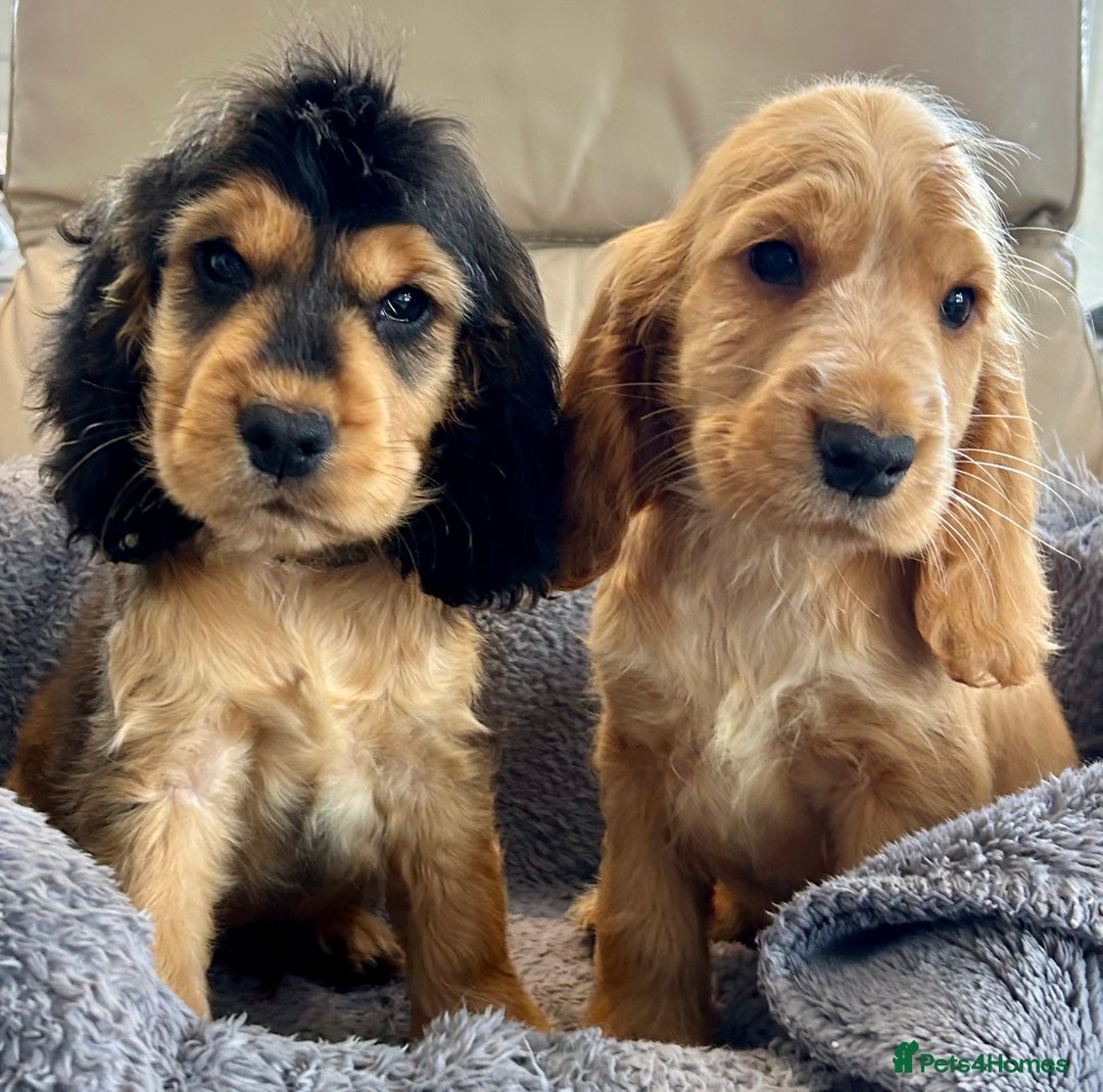 Cocker Spaniel dogs for sale: Reduced last 2 ‼️ £950 Kc reg show cocker puppies  - Image 16
