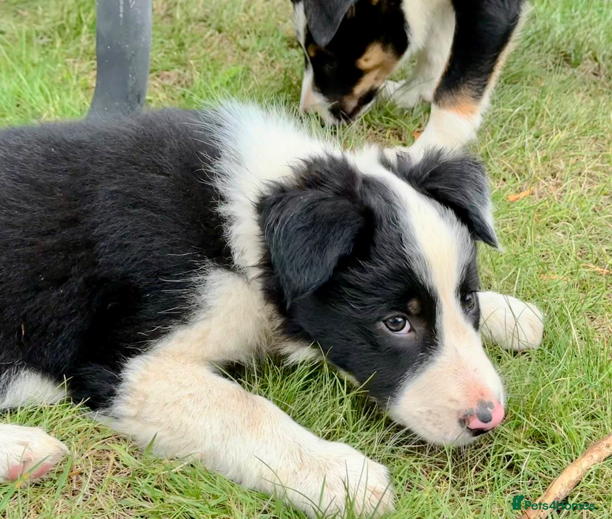 Border Collie dogs 3 x Gorgeous Collie Pups- Mum ISDS Registered!  - Advert 13
