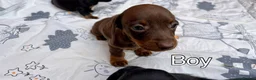 Miniature Dachshund dogs for sale: 4 Miniature Dachshund Puppies in Wellingborough - Advert 6