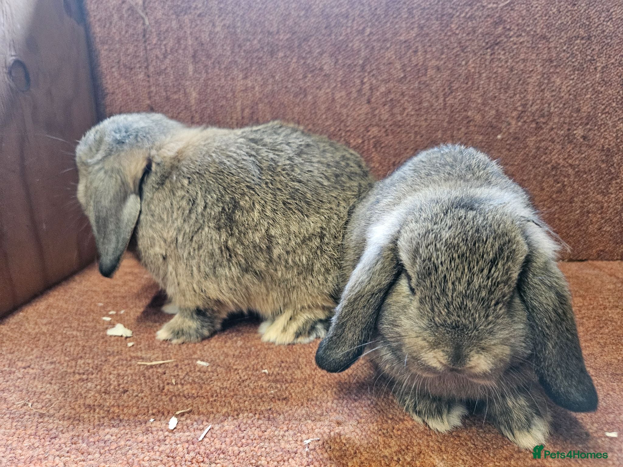 Mini Lop rabbits Pure Mini lop buck . Vaccinated  - Advert 11