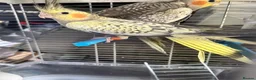 Cockatiels birds for sale: 9 week old baby cockatiels  - Advert 4