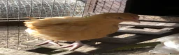Chickens poultry for sale: Orpington Pullets and Cockerels Various Ages  - Advert 7