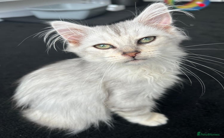 Siberian cats - Advert 1