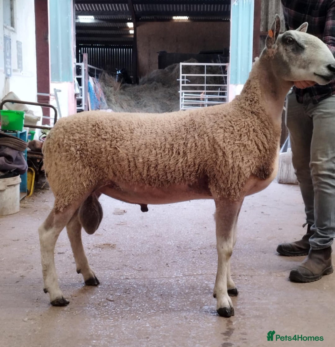 Sheep livestock for sale: 3 shearling rams for sale  - Image 2