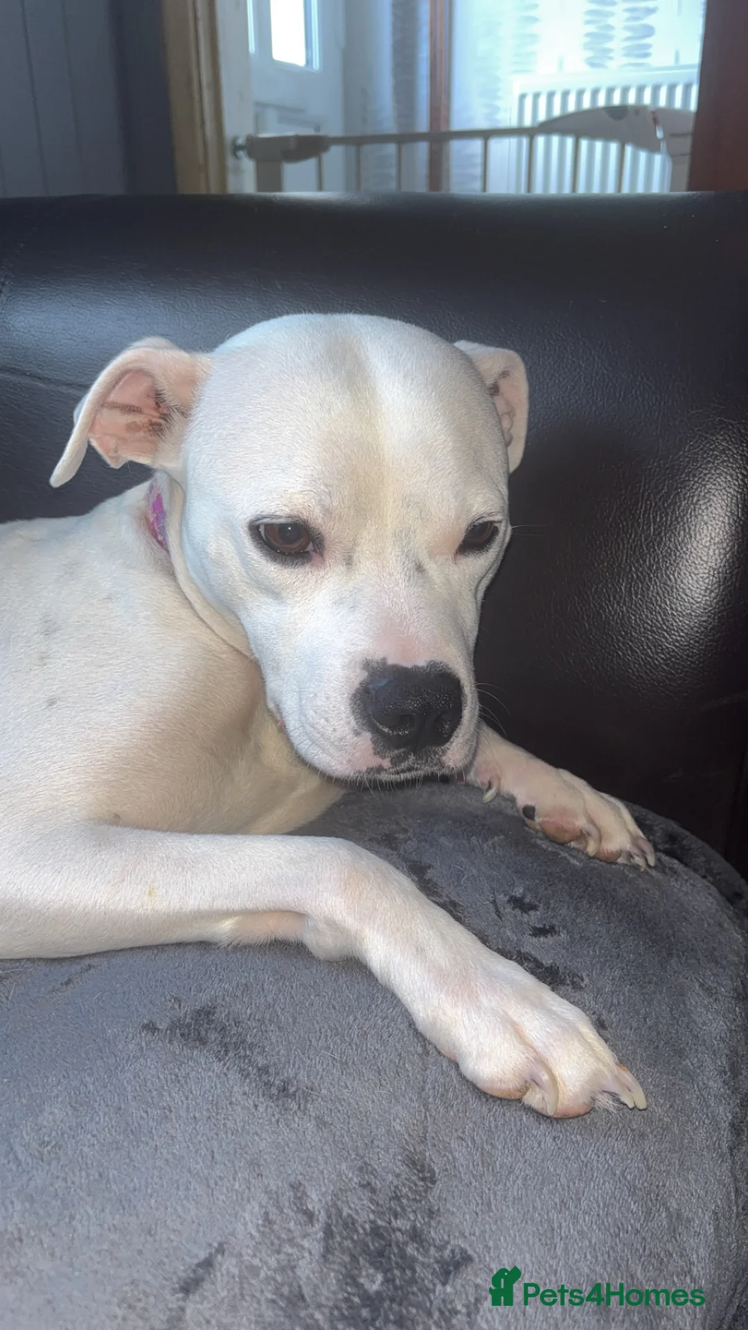 Mixed Breed dogs for sale: GREEN MALE - Advert 5