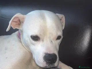 Mixed Breed dogs BLUE MALE - Advert 8