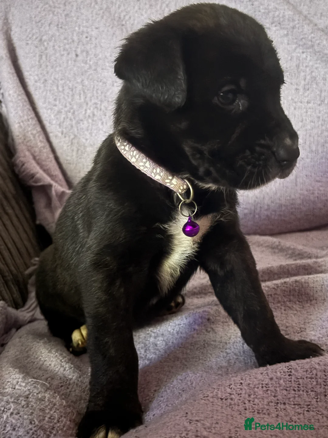 Mixed Breed dogs for sale: 10 beautiful puppies canecorso X huskyakita - Advert 10