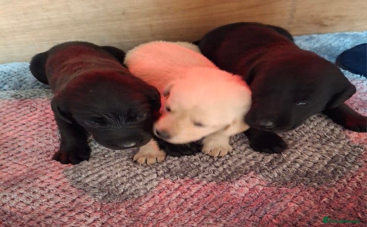 Labrador Retriever dogs - Advert 3