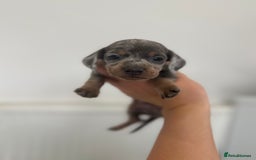 Miniature Dachshund dogs for sale: miniature dachshund puppies  - Image 2
