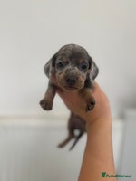 Miniature Dachshund dogs - Advert 11