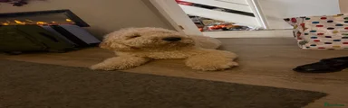 Mini Goldendoodle 1