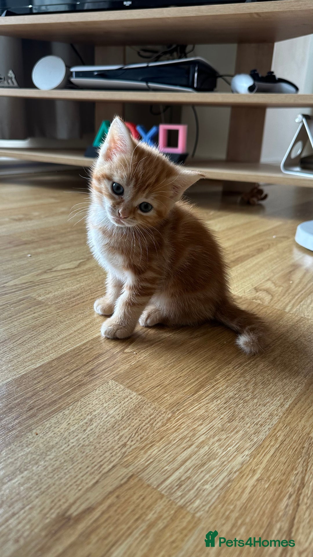 Domestic Shorthair cats for sale: 3 British short hair kittens  - Image 5