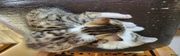 Mixed Breed cats for sale: 2 boys kittens ready to leave - Advert 8
