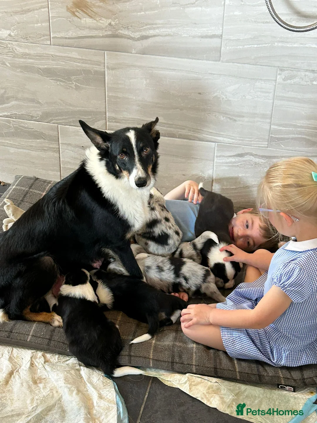Border Collie dogs for sale: 3 stunning border collie pups - Advert 1