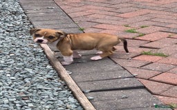 American Bulldog dogs for sale: American bull dogs  - Image 1