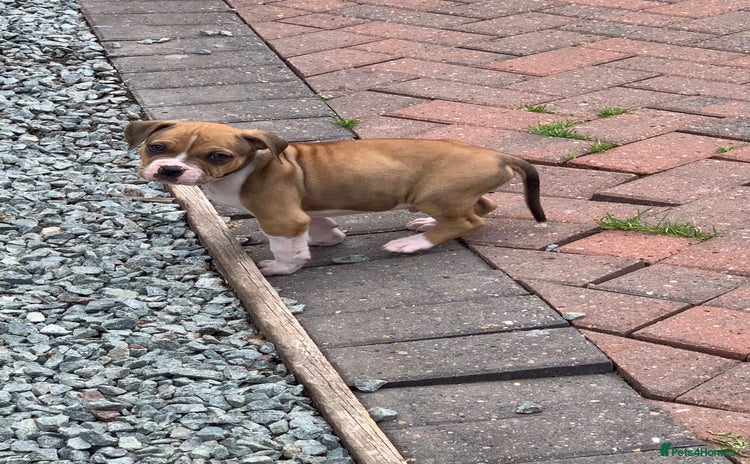 American Bulldog dogs - Advert 1