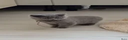 British Shorthair cats for sale: Gorgeous British Shorthair Blue Kittens in Shepperton - Advert 18