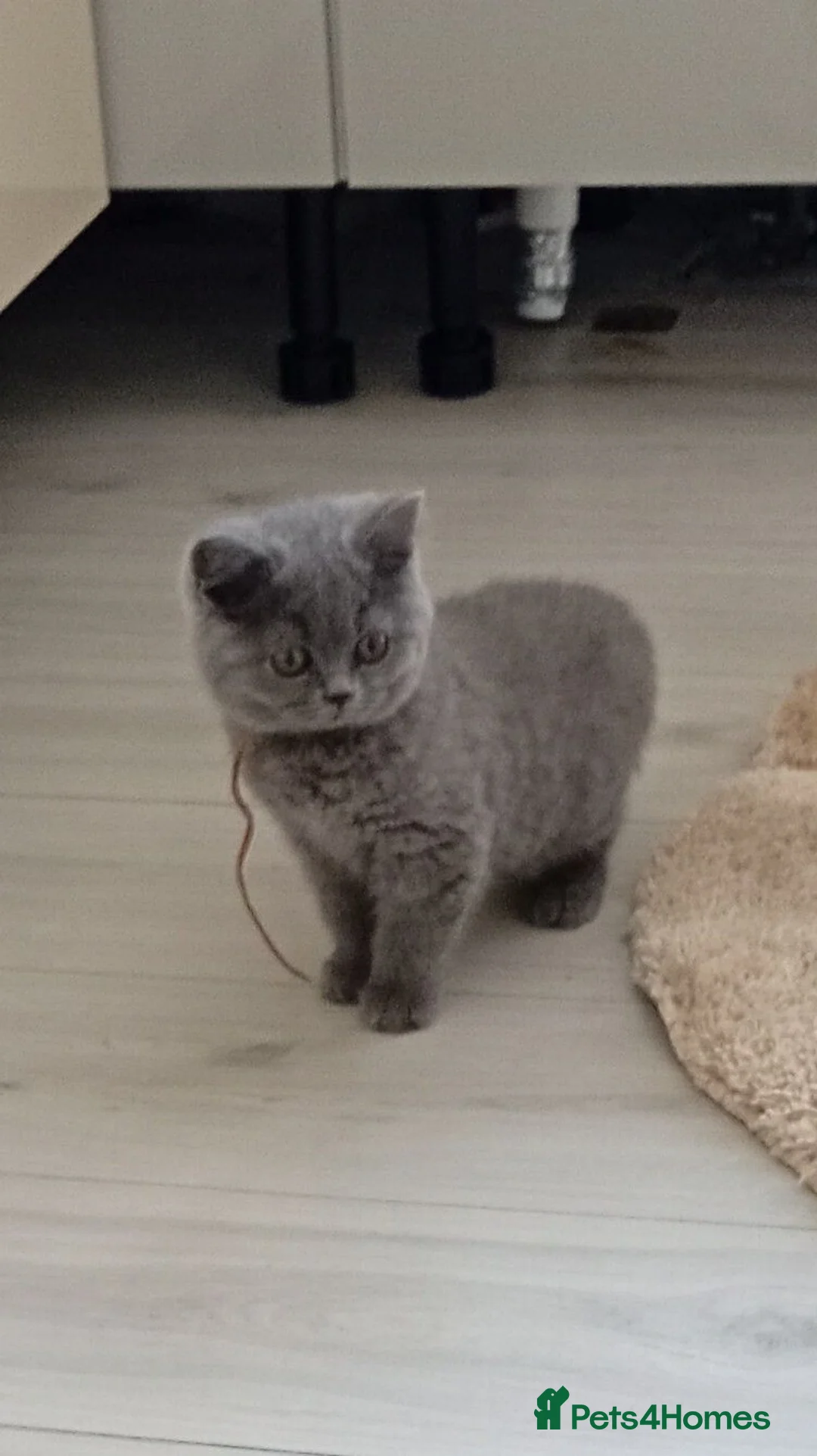 British Shorthair cats for sale: Gorgeous British Shorthair Blue Kittens in Shepperton - Advert 18