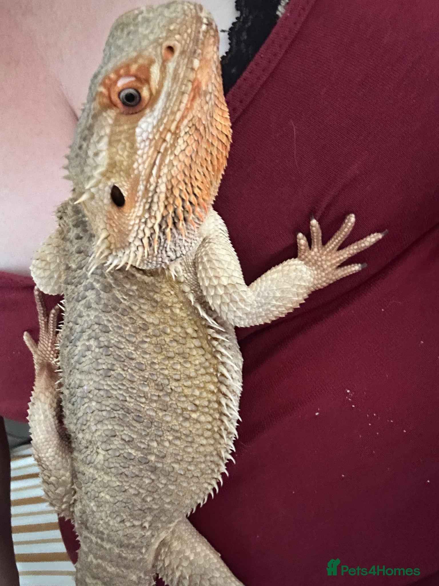 Bearded Dragon reptiles Male bearded dragon and full setup  - Advert 1