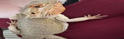 Bearded Dragon reptiles for sale: Male bearded dragon and full setup  - Advert 1