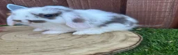 Mini Lop rabbits for sale: 🥰😍Stunning purebred mini lops ready to reserve  - Advert 11
