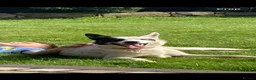 Border Collie dogs for sale: Border collie puppies in Rugeley - Advert 3