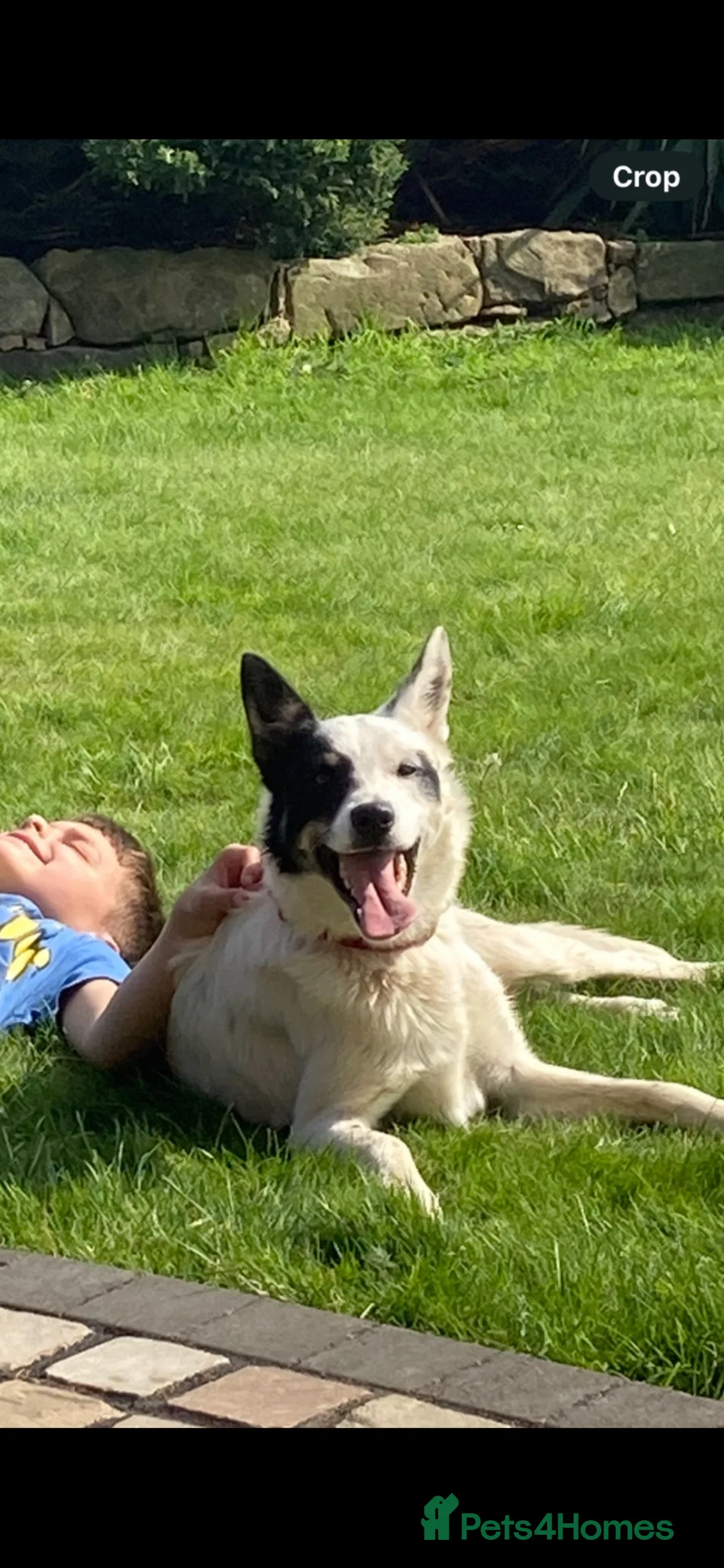 Border Collie dogs for sale: Border collie puppies in Rugeley - Advert 3