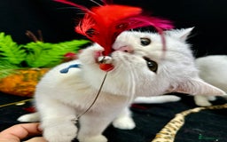 British Shorthair cats for sale: Tica British short hair kittens  - Image 26