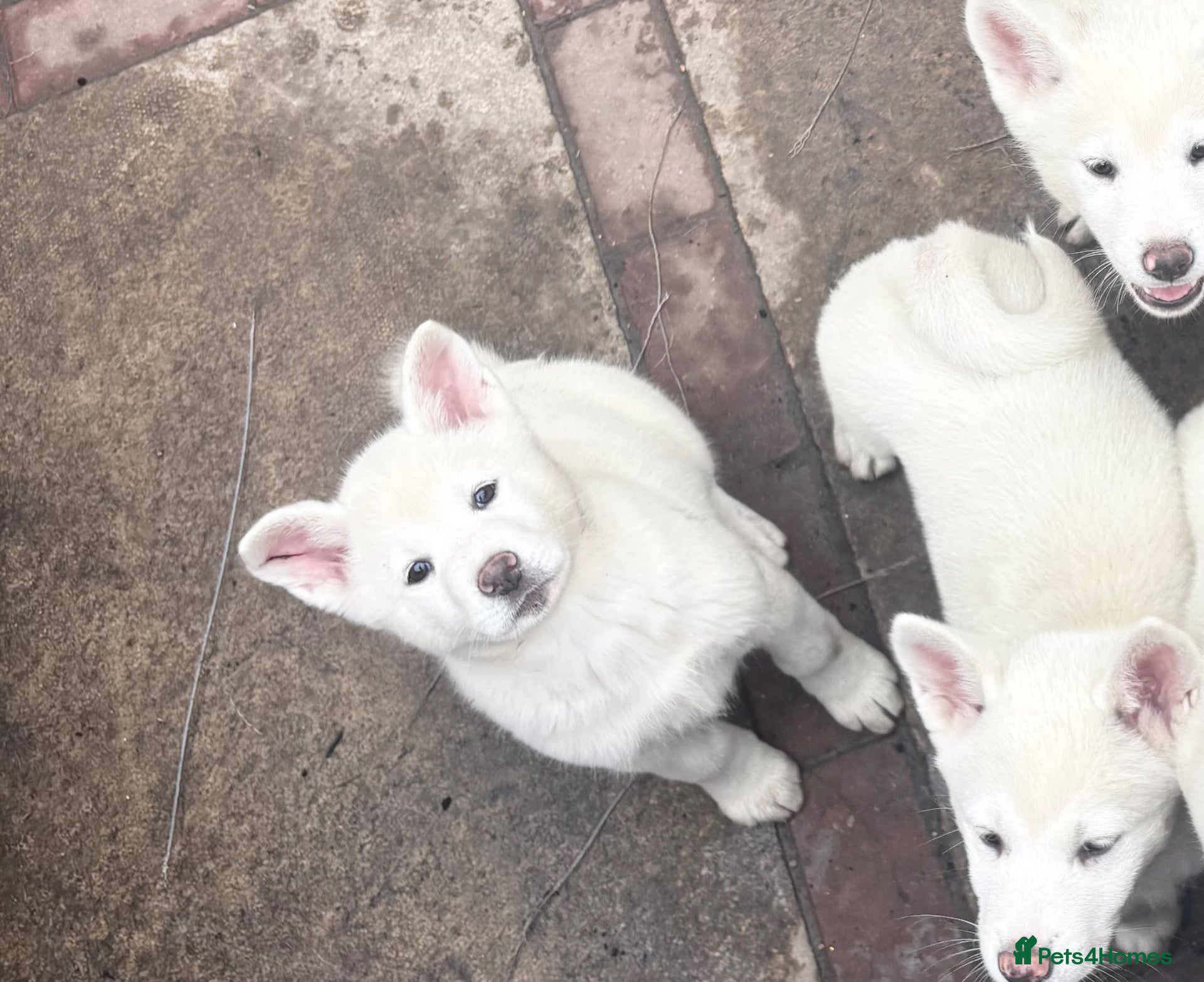 Japanese Akita Inu dogs Japanese Akita Puppies  - Advert 1