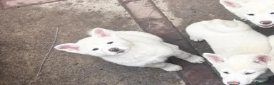 Japanese Akita Inu 3