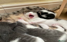 British Longhair cats for sale: White and tabby boy ready now  - Image 8