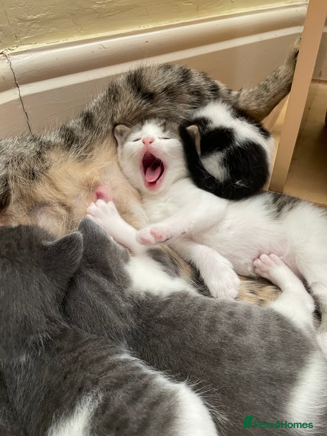 British Longhair cats for sale: White and tabby boy ready now  - Image 8