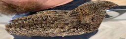 Quail poultry for sale: Gorgeous Rosetta Male Coturnix Japanese Quail - Advert 4