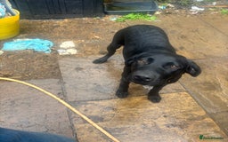 Labrador Retriever dogs for sale: Show type Labrador girl looking for forever home - Image 6