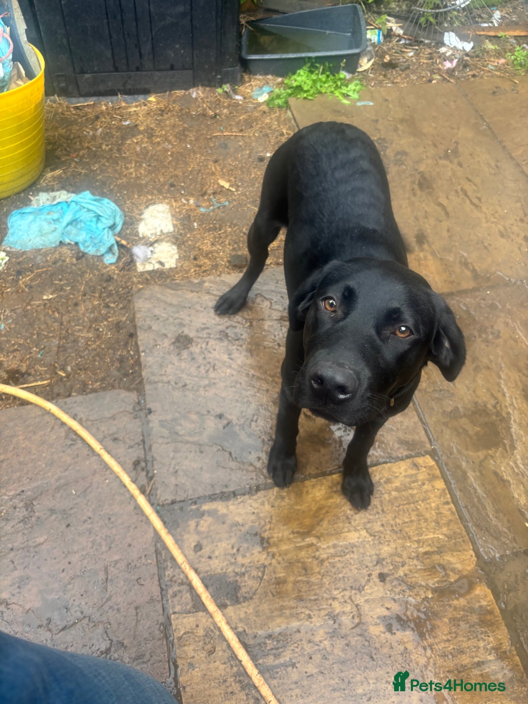 Labrador Retriever dogs for sale: Show type Labrador girl looking for forever home - Image 6