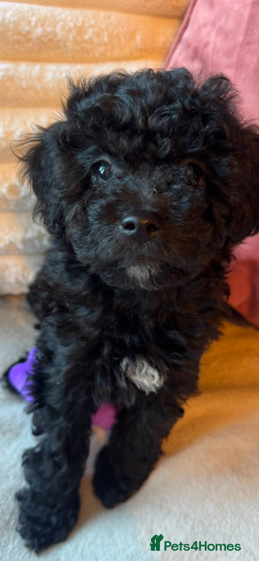 Cavapoo dogs 🐾 F1B MINIATURE CAVAPOO PUPPIES ARE HERE! 🐾 - Advert 1