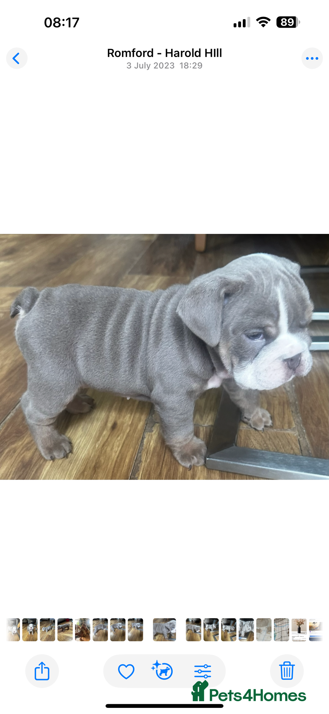 English Bulldog dogs for sale: Tiny Paws, Big Hearts – English Bulldog Puppies - Advert 4