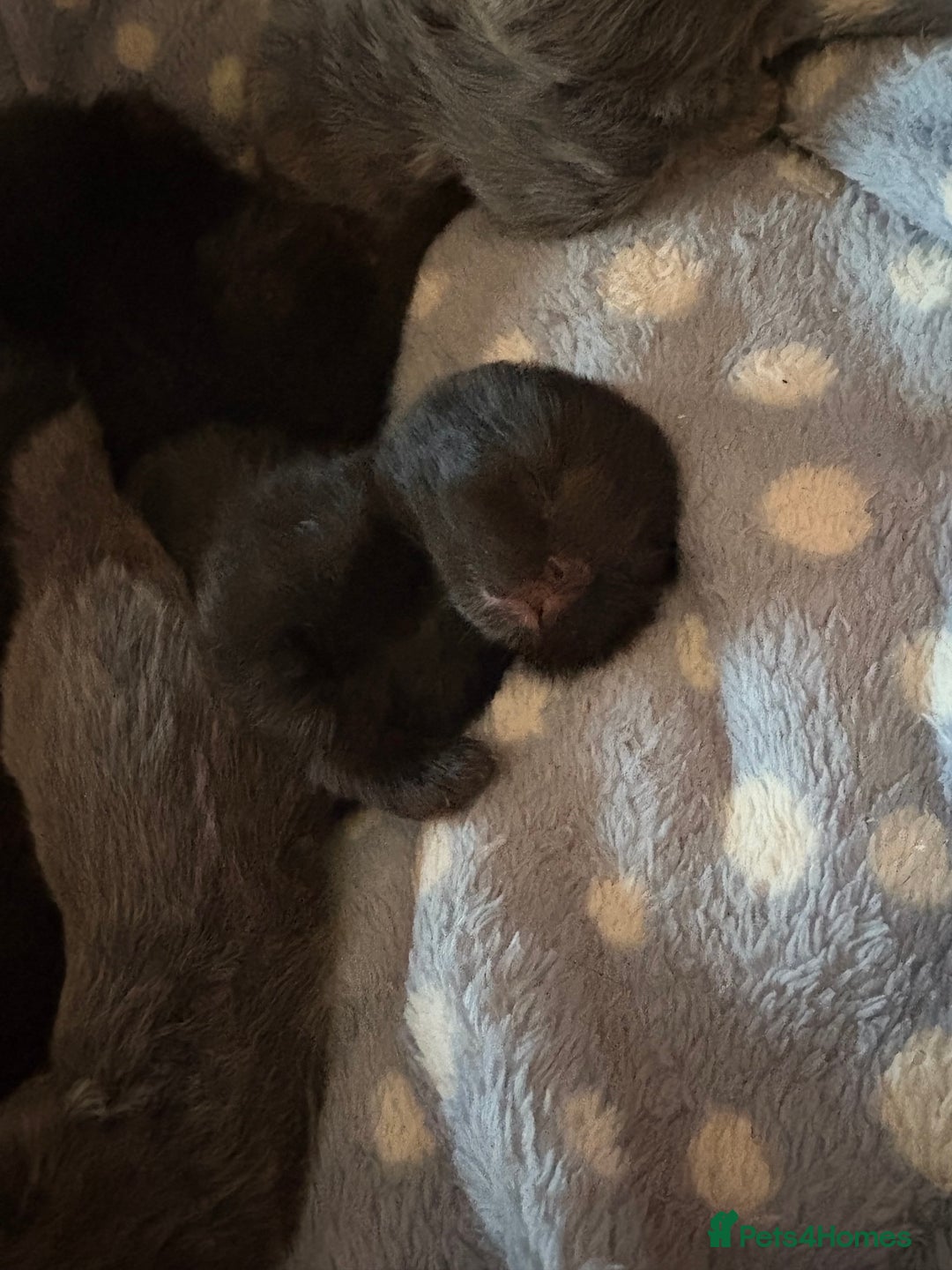 British Shorthair cats for sale: 1 Gorgeous Black kitten Remaining - Image 15