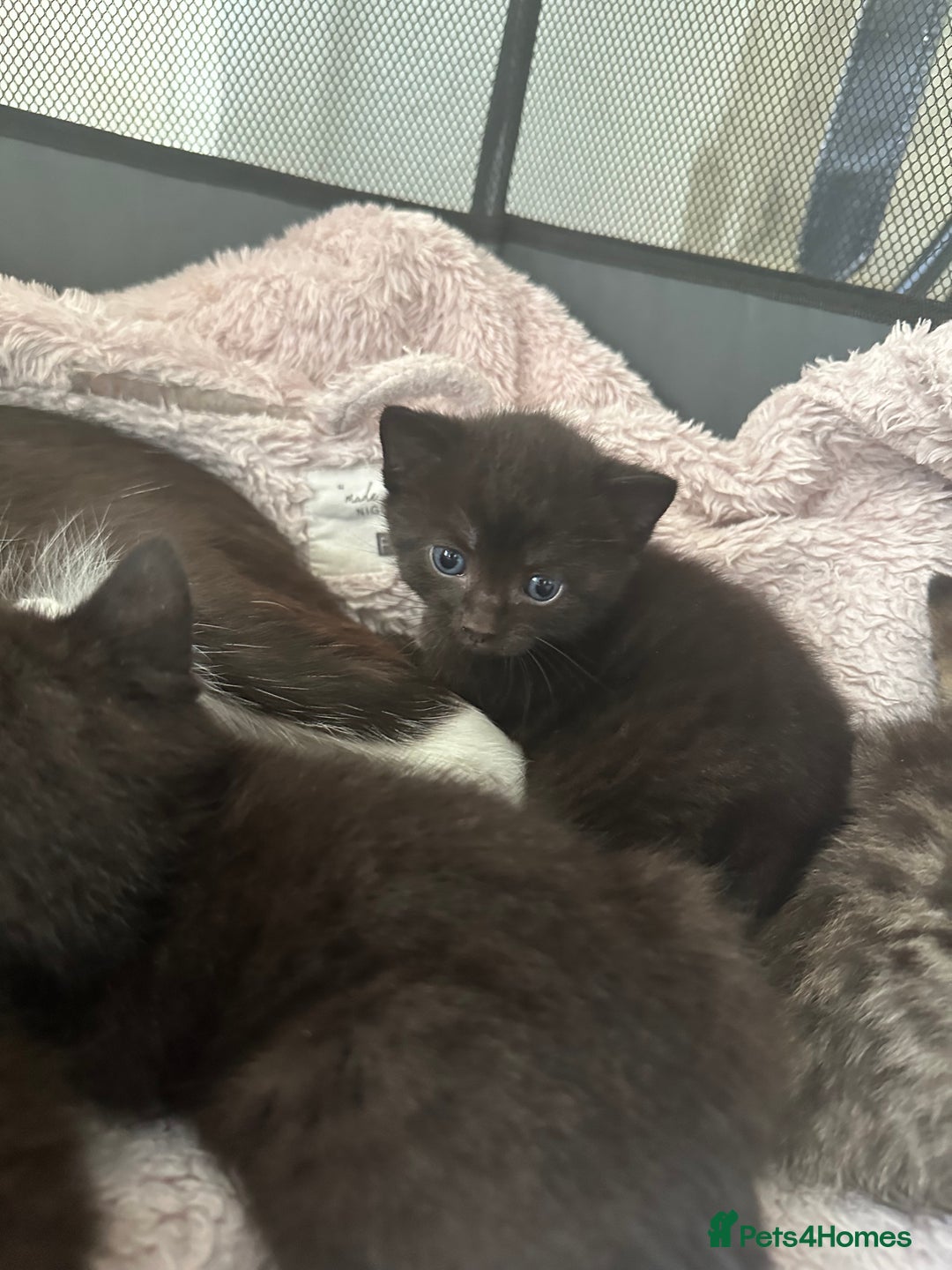 Domestic Shorthair cats for sale: Gorgeous kittens - Image 7