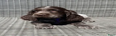 Purple Collar