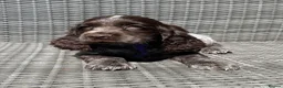 Cocker Spaniel dogs for sale: KC registered Cocker Spaniel Pups DNA tested - Advert 9