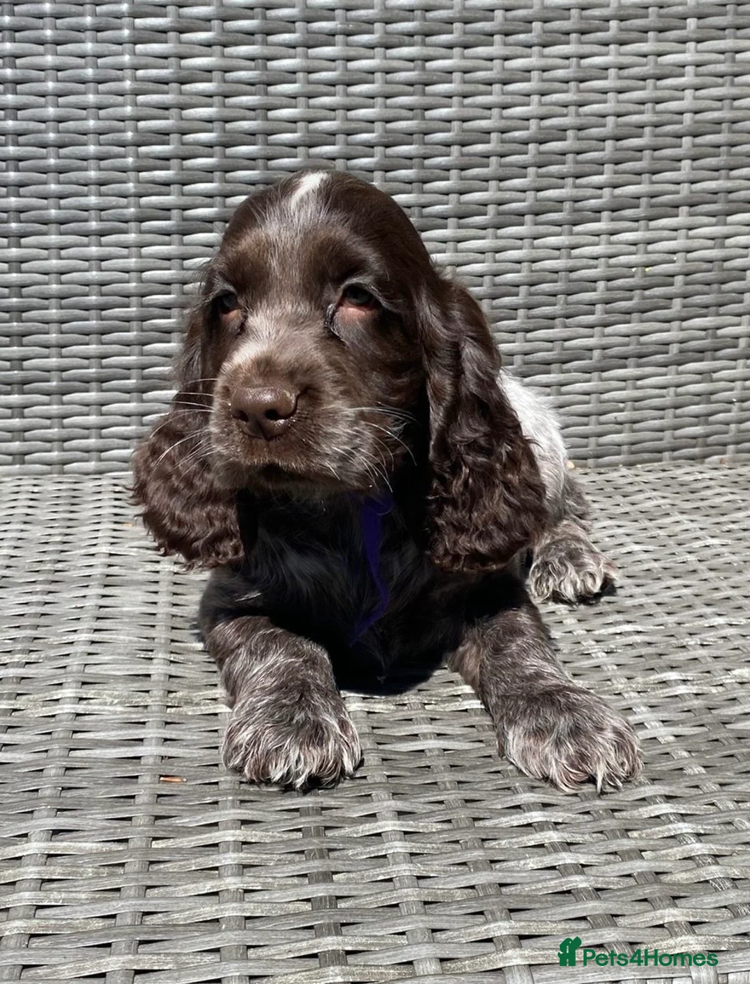 Cocker Spaniel dogs for sale: KC registered Cocker Spaniel Pups DNA tested - Advert 9