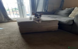 Jack Russell dogs for sale: Jack Russell nana - Image 3