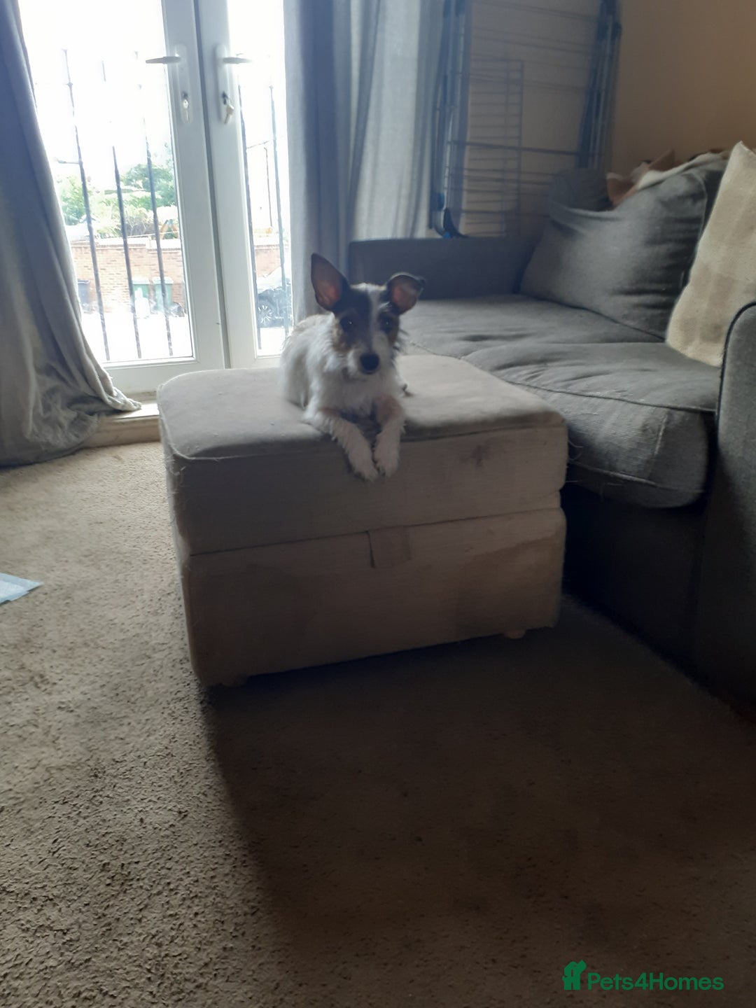 Jack Russell dogs for sale: Jack Russell nana - Image 3